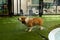 Adorable welsh corgi dog flick the hair on the artificial grass after swimming on weekend