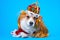 Adorable welsh corgi pembroke or cardigan dog in red wig, gold crown adorned with gems and in royal robe lies on blue background,