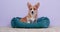 Adorable Welsh corgi Pembroke or cardigan puppy is sitting in a cozy blue bed for pets, front view. Funny dog looks