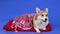 An adorable Welsh Corgi Pembroke dog lies on a red pillow, covered with a blanket. The animal is posing in the studio on
