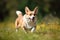 Adorable Welsh Corgi Pembroke dog running in the grass AI Generated