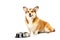 adorable welsh corgi pembroke looking at camera and sitting near bowl