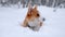 Adorable welsh corgi pembroke puppy having fun in snowy winter forest