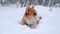 Adorable welsh corgi pembroke puppy playing in snowy winter forest