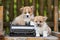 Adorable welsh corgi puppies outdoors