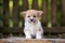 Adorable welsh corgi puppy posing outdoors