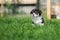 Adorable welsh corgi puppy posing outdoors