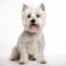 Adorable West Highland White Terrier Dog Full Body Isolated On White Background
