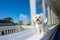 Adorable west highland white terrier standing on a balcony with a beautiful blue sky background