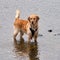 Adorable wet golden retriever dog standing in the shallow water