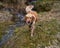 Adorable wet golden retriever dog walking by a creek