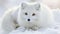 Adorable white arctic fox exploring and playing in the picturesque snowy wilderness