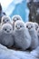 adorable white baby penquins, nestlings