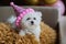 Adorable white Bichon Frise dog sitting on chair at home. Room interior decorated birthday balloons. Can be using for