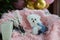 Adorable white Bichon Frise dog sitting on chair at home. Room interior decorated birthday balloons. Can be using for