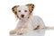 Adorable white bichon wearing animal print headband lying