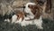 Adorable white and brown Cavalier King Charles Spaniel lying in the grass and relaxing