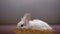 Adorable white bunny sitting in basket, animal exhibition, charity fund for pets