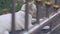 Adorable White Cat Lying On Cement Floor