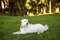 Adorable white dog on a grass
