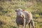 Adorable white ewe on a leash looking at camera with curiosity, in a field of grass. Cute sheep with friendly face.