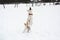 Adorable white fluffy pet dog with red collar walks in winter snow park. Half-breed shepherd and husky jumps high and tries to