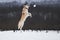 Adorable white fluffy pet dog with red collar walks in winter snow park. Half-breed shepherd and husky jumps high and tries to