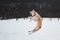 Adorable white fluffy pet dog with red collar walks in winter snow park. Half-breed shepherd and husky jumps high and tries to