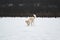 Adorable white fluffy pet dog with red collar walks in winter snow park. Half-breed shepherd and husky of light red color digs