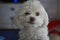 Adorable White Fluffy Poodle Bichon Frise Dog Smirking