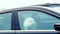 Adorable white fluffy poodle looking out the window of a black car