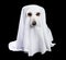 Adorable white ghost dog in black background. Halloween party theme. Happy halloween