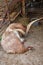 Adorable white goat with horns in a barn. Beautiful well-groomed animals