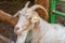 Adorable white goat with horns in a barn. Beautiful well-groomed animals