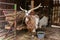 Adorable white goat with horns in a barn. Beautiful well-groomed animals