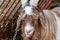 Adorable white goat with horns in a barn. Beautiful well-groomed animals