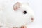 Adorable white guinea pig albino isolated on white background