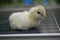 An adorable white hair Silky Chick on the solar roof