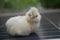 An adorable white hair Silky Chick on the solar roof