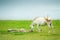 Adorable white horses playing and relaxing in the grassland. Cloudy and Mountains background. Thai Horse. Thailand.