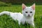 Adorable white kitten in the grass