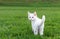 Adorable white kitten in the grass