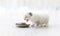 Adorable White Kitten Sniffs A Food In A Bowl