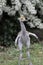 Adorable white-naped crane chick. Cute young bird standing tall.