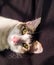 Adorable white pet cat face with yellow eyes resting peacefully in winter sunlight. close up shot