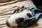 An adorable white pet cat sleeping in someone\\\'s blue jeans on a bed sleeping