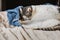 An adorable white pet cat sleeping in someone\'s blue jeans on a bed sleeping