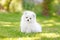 Adorable white Pomeranian puppy spitz.