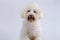 Adorable white Poodle dog smiling with happy face