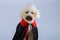 Adorable white Poodle dog wearing Halloween Dracula costume
